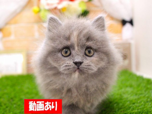 2025年12月12日生まれのマンチカン