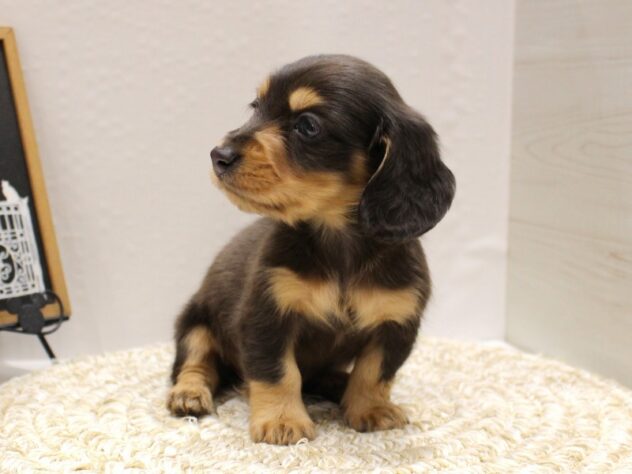 兵庫県のミニチュアダックスフンド(ロング) (ペット・プラザ アミーゴ尼崎昭和通店/2025年10月18日生まれ/男の子/ブルータン)の子犬の3枚目の画像