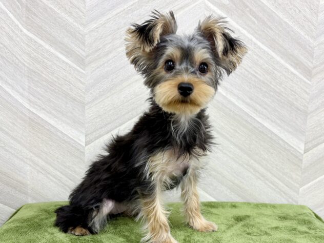 福島県のヨークシャーテリア (アミーゴ郡山南店/2025年9月15日生まれ/女の子/スチールブルータン)の子犬