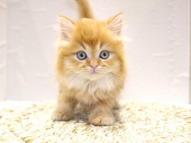 大阪府のラガマフィン (ペット・プラザ アミーゴ箕面店/2025年12月19日生まれ/男の子/レッドタビーホワイト)の子猫の1枚目の画像