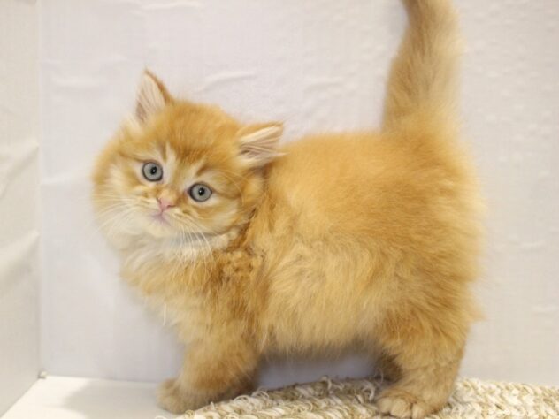 大阪府のラガマフィン (ペット・プラザ アミーゴ箕面店/2025年12月19日生まれ/男の子/レッドタビーホワイト)の子猫の2枚目の画像