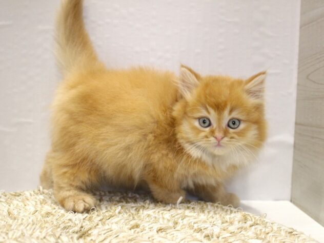 大阪府のラガマフィン (ペット・プラザ アミーゴ箕面店/2025年12月19日生まれ/男の子/レッドタビーホワイト)の子猫の3枚目の画像