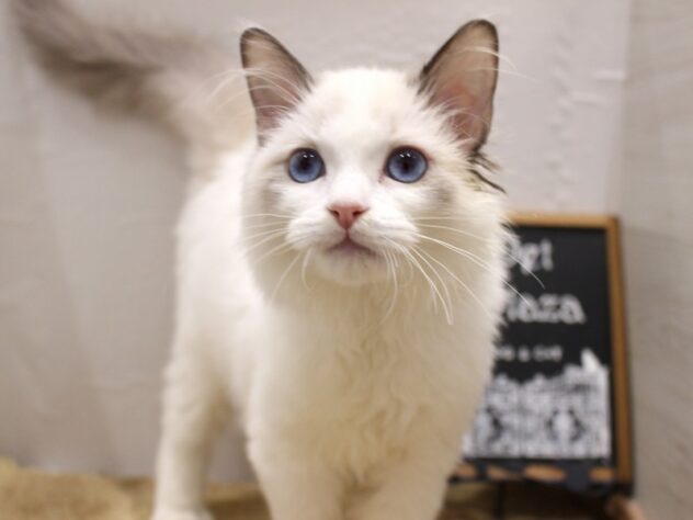 大阪府のラグドール (ペット・プラザ アミーゴ箕面店/2025年11月25日生まれ/男の子/シールポイントバイカラー)の子猫の1枚目の画像