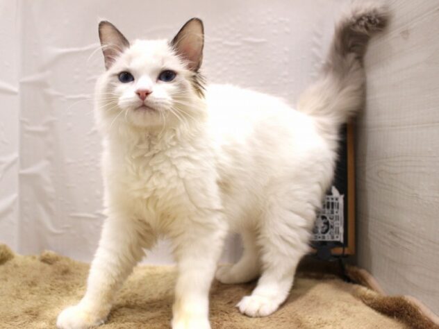 大阪府のラグドール (ペット・プラザ アミーゴ箕面店/2025年11月25日生まれ/男の子/シールポイントバイカラー)の子猫の2枚目の画像