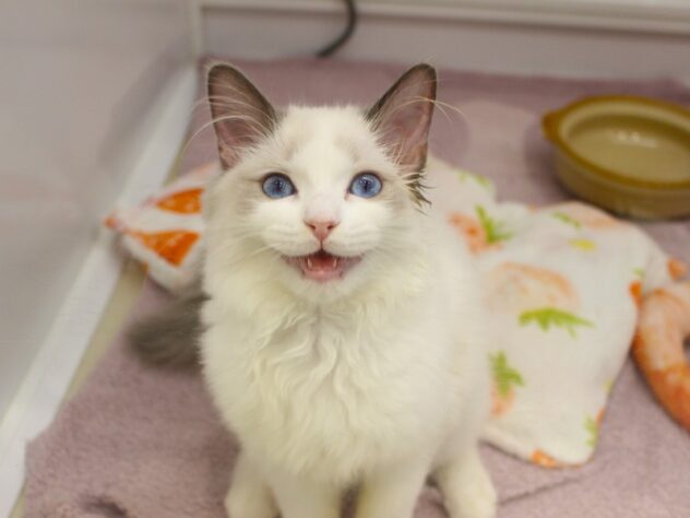 大阪府のラグドール (ペット・プラザ アミーゴ箕面店/2025年11月25日生まれ/男の子/シールポイントバイカラー)の子猫の3枚目の画像