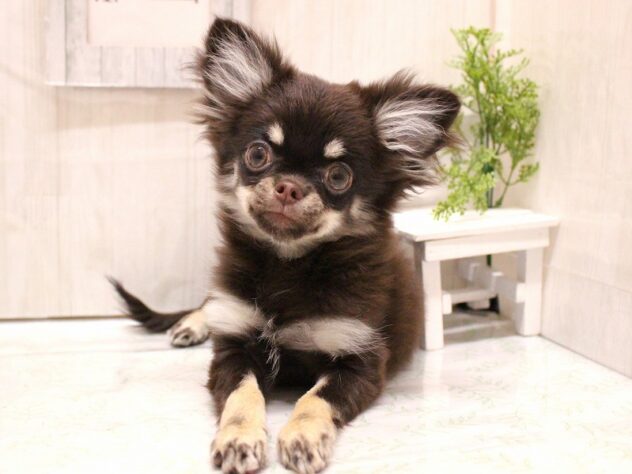 兵庫県のチワワ(ロング) (ペット・プラザ アミーゴ加古川店/2025年9月24日生まれ/女の子/チョコレートタン)の子犬の1枚目の画像