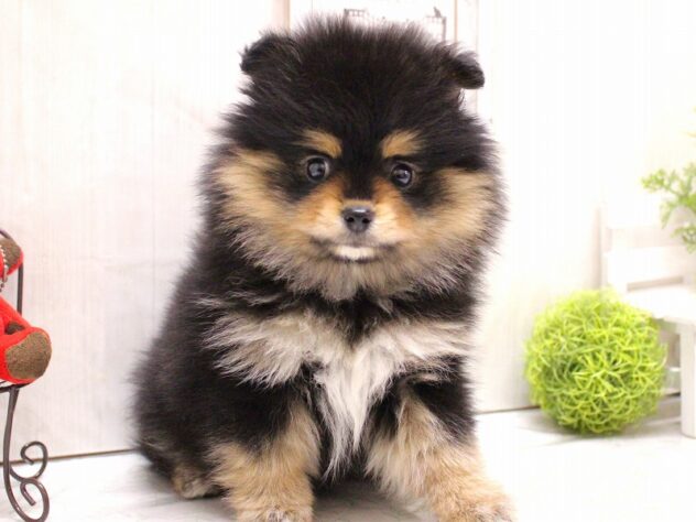 兵庫県のポメラニアン (ペット・プラザ アミーゴ加古川店/2025年12月6日生まれ/女の子/ブラックタン)の子犬の3枚目の画像