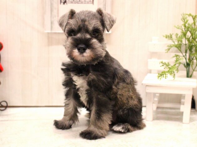 兵庫県のミニチュアシュナウザー (ペット・プラザ アミーゴ加古川店/2025年12月14日生まれ/女の子/ソルトペッパー)の子犬の2枚目の画像