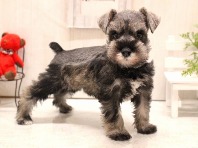 兵庫県のミニチュアシュナウザー (ペット・プラザ アミーゴ加古川店/2025年12月14日生まれ/女の子/ソルトペッパー)の子犬の3枚目の画像