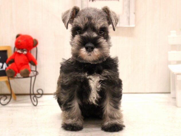 兵庫県のミニチュアシュナウザー (ペット・プラザ アミーゴ加古川店/2025年12月14日生まれ/女の子/ソルトペッパー)の子犬の1枚目の画像