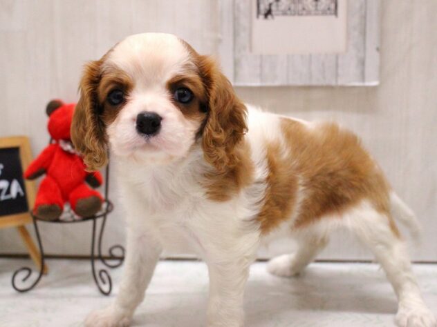 兵庫県のキャバリアキングチャールズスパニエル (ペット・プラザ アミーゴ加古川店/2025年12月18日生まれ/女の子/ブレンハイム)の子犬の3枚目の画像