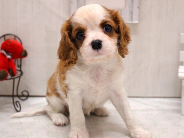 兵庫県のキャバリアキングチャールズスパニエル (ペット・プラザ アミーゴ加古川店/2025年12月18日生まれ/女の子/ブレンハイム)の子犬の2枚目の画像