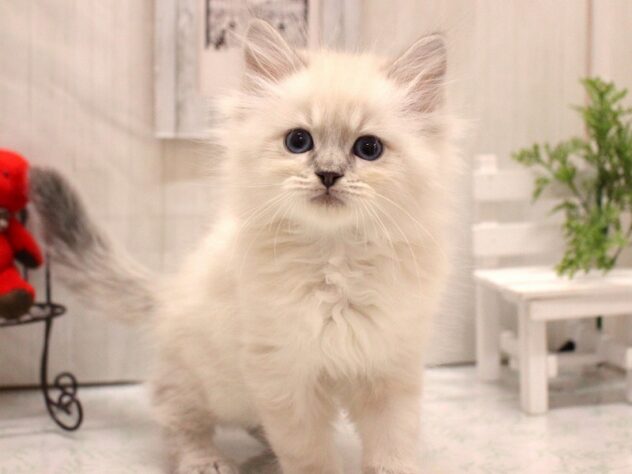 兵庫県のサイベリアン (ペット・プラザ アミーゴ加古川店/2025年12月21日生まれ/男の子/ブルーリンクスポイントホワイト)の子猫の2枚目の画像