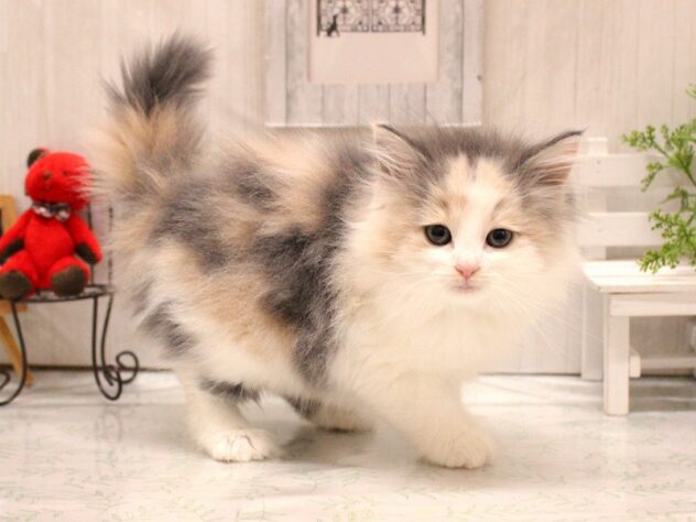 兵庫県のノルウェージャンフォレストキャット (ペット・プラザ アミーゴ加古川店/2025年12月19日生まれ/女の子/ダイリュートキャリコ)の子猫の1枚目の画像