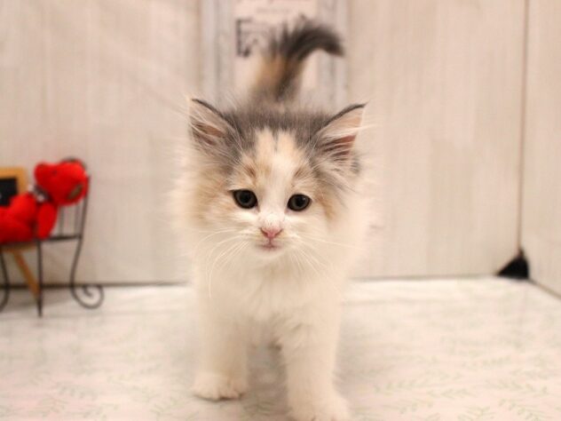 兵庫県のノルウェージャンフォレストキャット (ペット・プラザ アミーゴ加古川店/2025年12月19日生まれ/女の子/ダイリュートキャリコ)の子猫の2枚目の画像