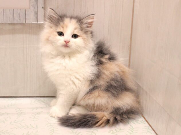 兵庫県のノルウェージャンフォレストキャット (ペット・プラザ アミーゴ加古川店/2025年12月19日生まれ/女の子/ダイリュートキャリコ)の子猫の3枚目の画像