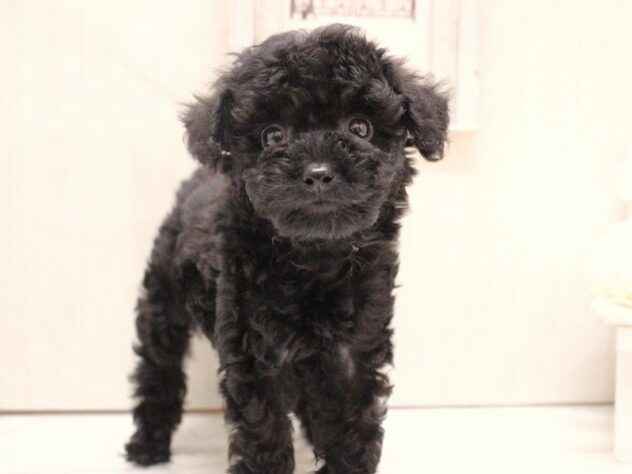 兵庫県のトイプードル(トイ) (ペット・プラザ アミーゴ加古川店/2025年12月20日生まれ/男の子/ブラック)の子犬の1枚目の画像