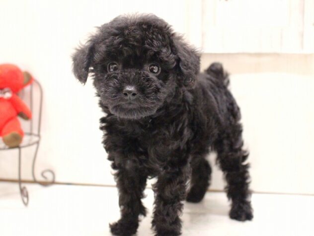 兵庫県のトイプードル(トイ) (ペット・プラザ アミーゴ加古川店/2025年12月20日生まれ/男の子/ブラック)の子犬の2枚目の画像