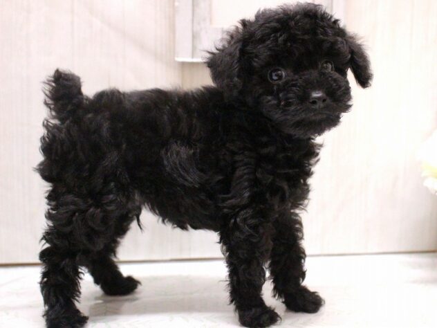 兵庫県のトイプードル(トイ) (ペット・プラザ アミーゴ加古川店/2025年12月20日生まれ/男の子/ブラック)の子犬の3枚目の画像