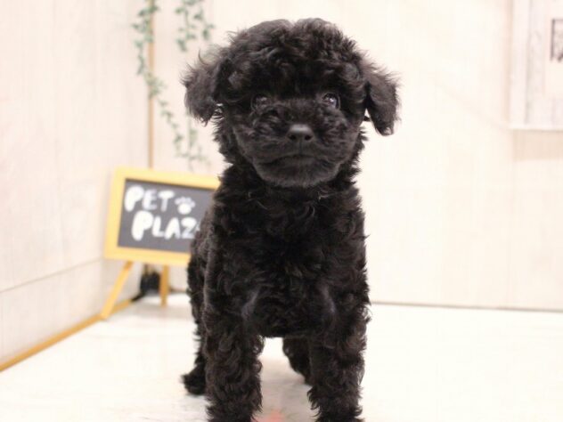 兵庫県のトイプードル(トイ) (ペット・プラザ アミーゴ加古川店/2025年12月20日生まれ/男の子/ブラック)の子犬の4枚目の画像