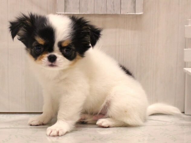 兵庫県のチワワ(ロング) (ペット・プラザ アミーゴ加古川店/2025年12月19日生まれ/男の子/ホワイトブラックタン)の子犬の2枚目の画像