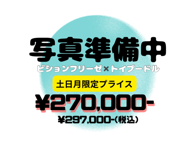 岡山県のハーフ犬・ミックス犬 (アミーゴ水島店/2025年12月6日生まれ/女の子/クリーム)の子犬