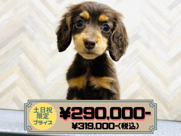 岡山県のミニチュアダックスフンド(ロング) (アミーゴ水島店/2025年12月5日生まれ/女の子/チョコレートタン)の子犬の1枚目の画像