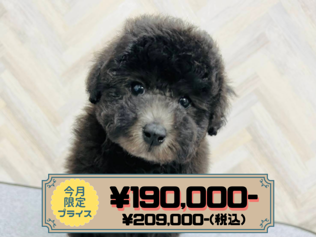 岡山県のトイプードル(トイ) (アミーゴ水島店/2025年12月16日生まれ/男の子/シルバー)の子犬の1枚目の画像