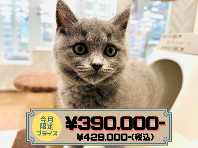 岡山県のブリティッシュショートヘアー (アミーゴ水島店/2025年12月11日生まれ/女の子/ブルー)の子猫の1枚目の画像