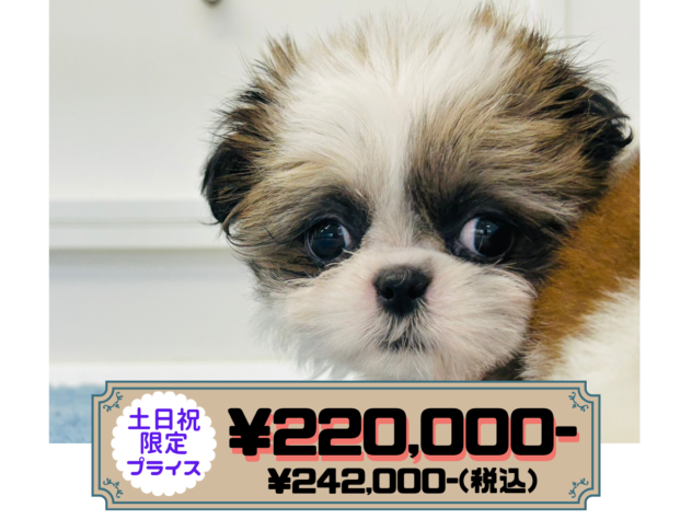 岡山県のシーズー (アミーゴ水島店/2025年12月18日生まれ/女の子/ゴールドホワイト)の子犬の1枚目の画像