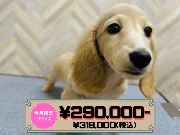 岡山県のミニチュアダックスフンド(ロング) (アミーゴ水島店/2025年12月18日生まれ/女の子/イエロー)の子犬の1枚目の画像