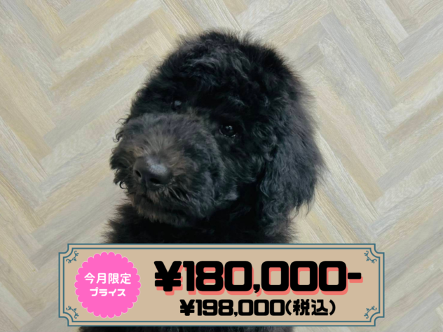 岡山県のスタンダードプードル (アミーゴ水島店/2025年12月15日生まれ/男の子/グレー)の子犬の1枚目の画像