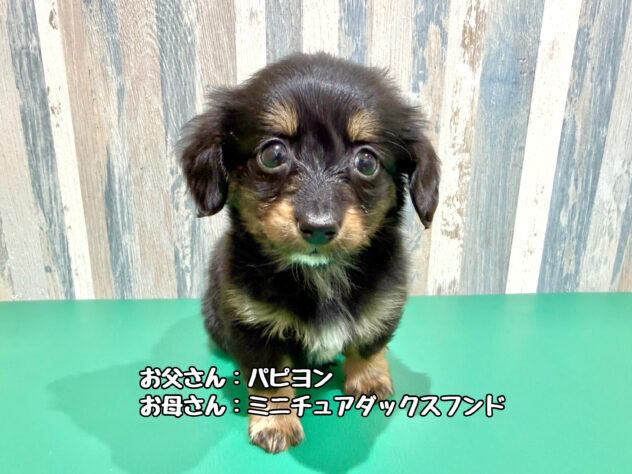 岡山県のハーフ犬・ミックス犬 (アミーゴ妹尾店/2025年12月30日生まれ/男の子/ブラックタン)の子犬の1枚目の画像