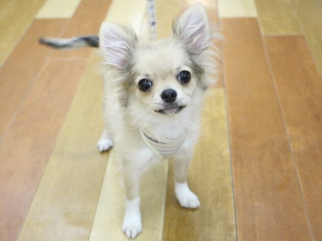 兵庫県のチワワ(スムース) (ペット・プラザ アミーゴ明石魚住店/2025年9月19日生まれ/男の子/フォーンホワイト)の子犬の1枚目の画像