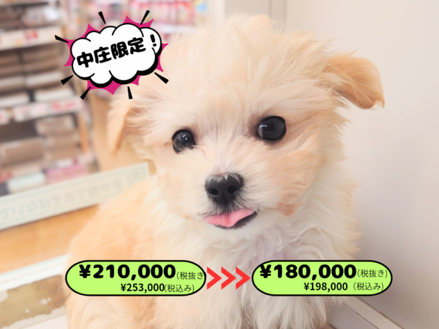 岡山県のハーフ犬・ミックス犬 (アミーゴ中庄店/2025年12月7日生まれ/男の子/アプリコット)の子犬の1枚目の画像