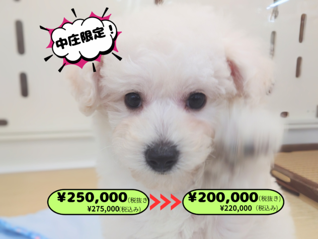 岡山県のハーフ犬・ミックス犬 (アミーゴ中庄店/2025年12月30日生まれ/女の子/クリーム)の子犬