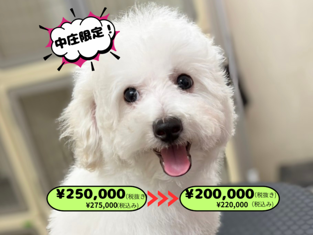 岡山県のハーフ犬・ミックス犬 (アミーゴ中庄店/2025年12月30日生まれ/女の子/クリーム)の子犬の1枚目の画像