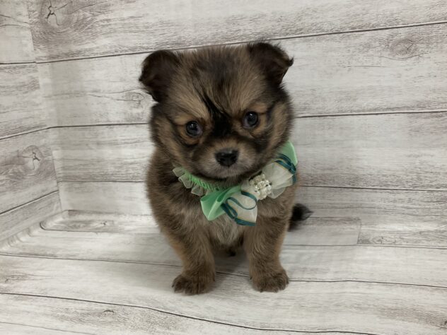 福島県のハーフ犬・ミックス犬 (アミーゴ小名浜店/2025年12月21日生まれ/男の子/オレンジセーブル)の子犬