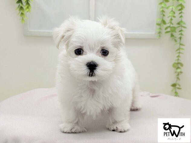 福島県のマルチーズ (アミーゴ会津若松店/2025年12月20日生まれ/女の子/ホワイト)の子犬