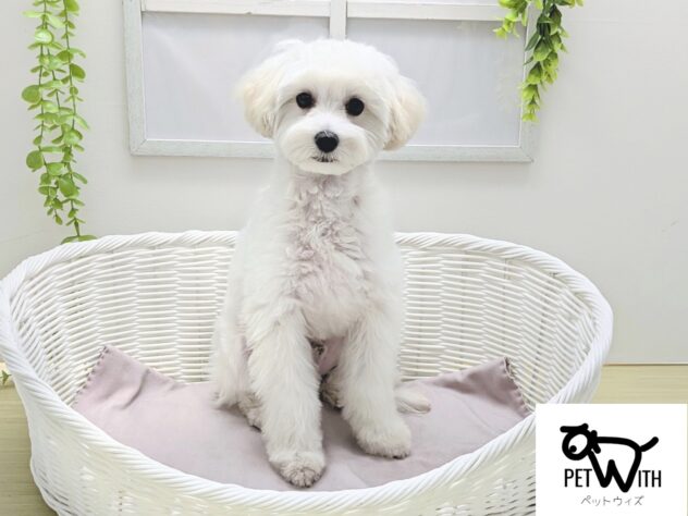 福島県のハーフ犬・ミックス犬 (アミーゴ会津若松店/2025年10月28日生まれ/男の子/06 ホワイト系)の子犬