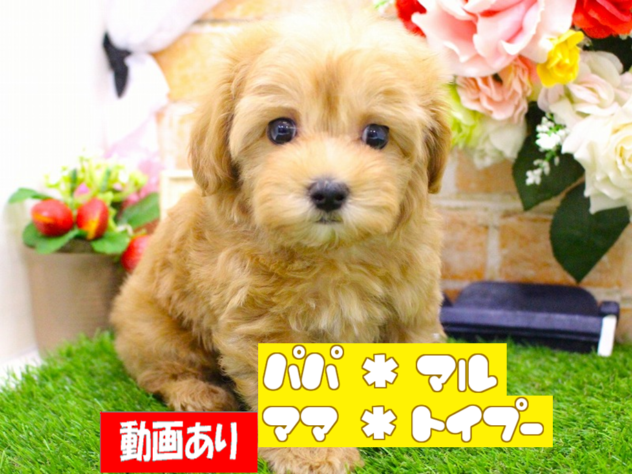 兵庫県のハーフ犬・ミックス犬 (ペット・プラザ アミーゴ三田店/2026年1月26日生まれ/男の子/アプリコット)の子犬の1枚目の画像