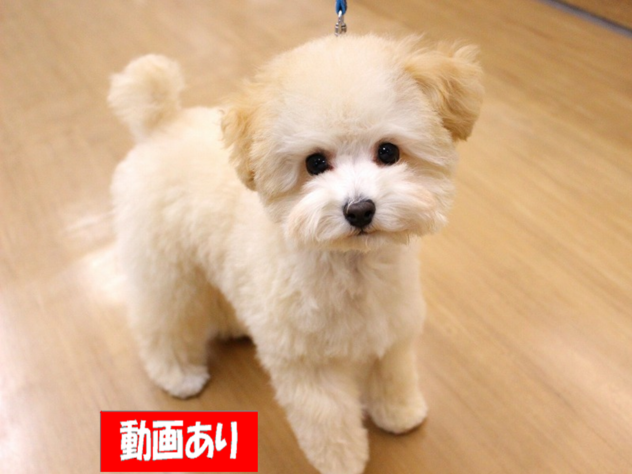 兵庫県のトイプードル(トイ) (ペット・プラザ アミーゴ三田店/2025年11月15日生まれ/男の子/クリーム)の子犬の1枚目の画像