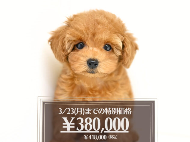 岡山県のトイプードル(トイ) (アミーゴ大安寺店/2025年12月24日生まれ/女の子/レッドフォーン)の子犬の1枚目の画像