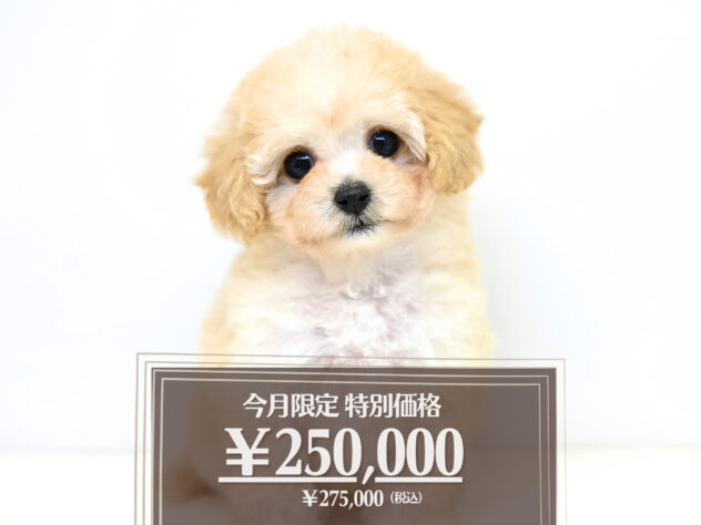 岡山県のハーフ犬・ミックス犬 (アミーゴ大安寺店/2026年1月4日生まれ/女の子/クリーム)の子犬