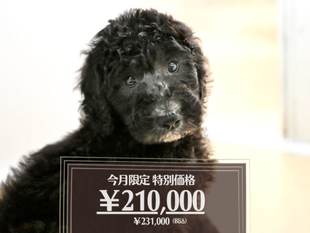 岡山県のスタンダードプードル (アミーゴ大安寺店/2026年1月27日生まれ/男の子/シルバー)の子犬の1枚目の画像