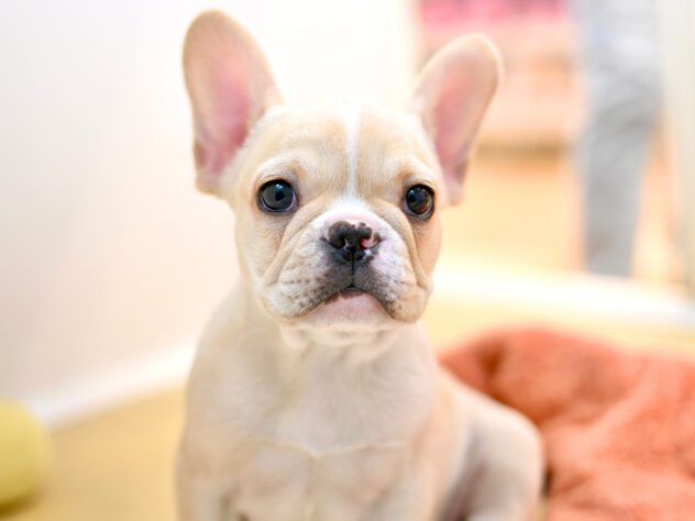 岡山県のフレンチブルドッグ (アミーゴ大安寺店/2026年1月17日生まれ/女の子/クリーム)の子犬の3枚目の画像