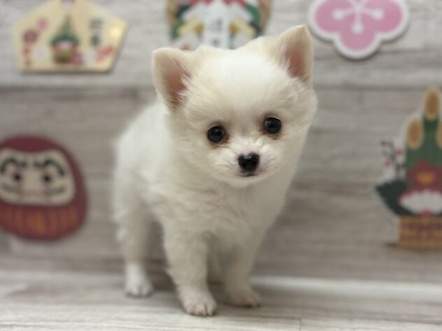 岩手県のハーフ犬・ミックス犬 (アミーゴ一関店/2025年11月26日生まれ/男の子/ホワイトクリーム)の子犬