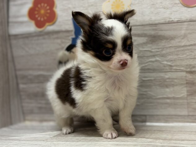 岩手県のチワワ(ロング) (アミーゴ一関店/2025年12月11日生まれ/男の子/ホワイトチョコレートタン)の子犬