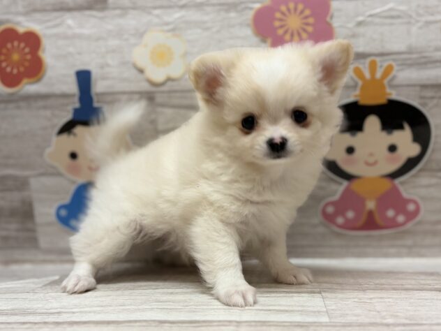 秋田県のハーフ犬・ミックス犬 (アミーゴ横手店/2025年12月10日生まれ/男の子/ホワイトクリーム)の子犬