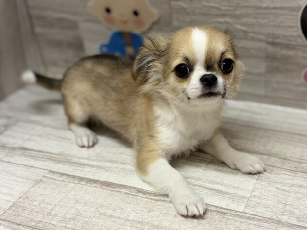 秋田県のチワワ(ロング) (アミーゴ横手店/2025年12月25日生まれ/男の子/フォーンホワイト)の子犬